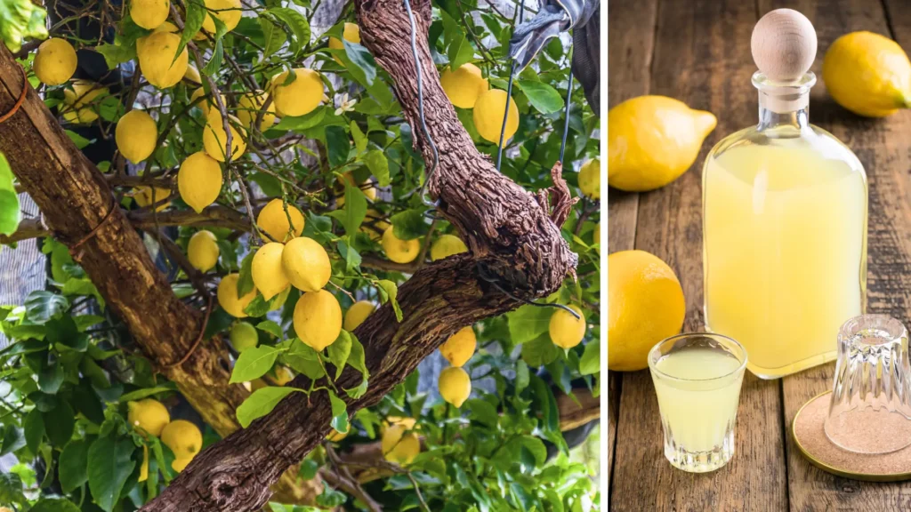 Enjoy an exclusive private limoncello workshop in Capri, where authentic tradition meets luxurious craftsmanship.