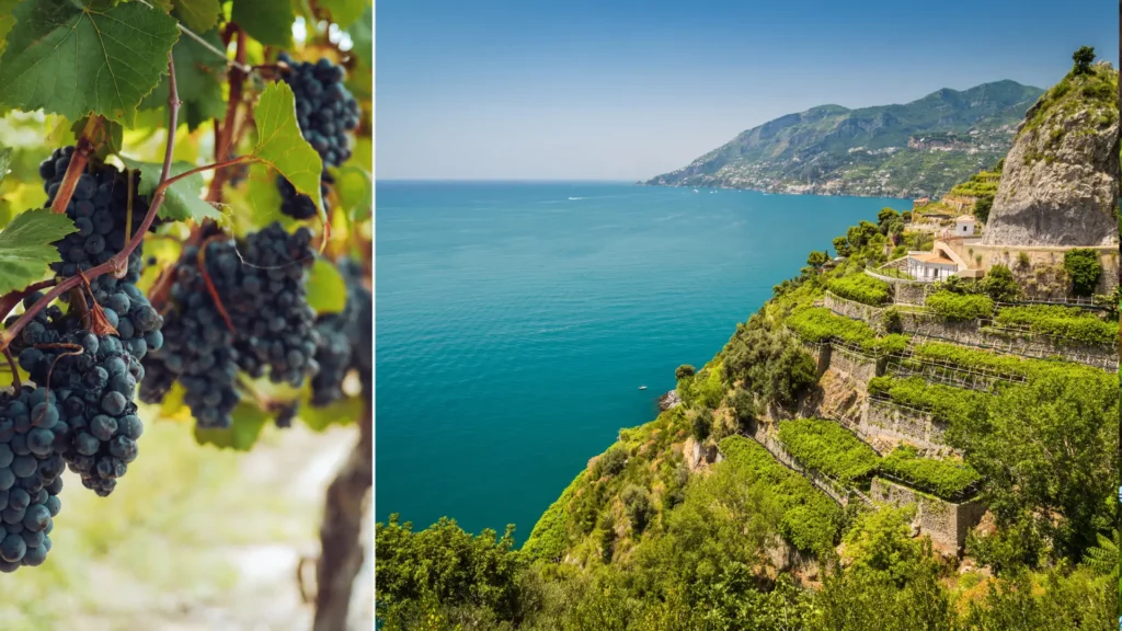 Italy travel planning gem: Summer wine tasting in Amalfi’s ancient vineyards
