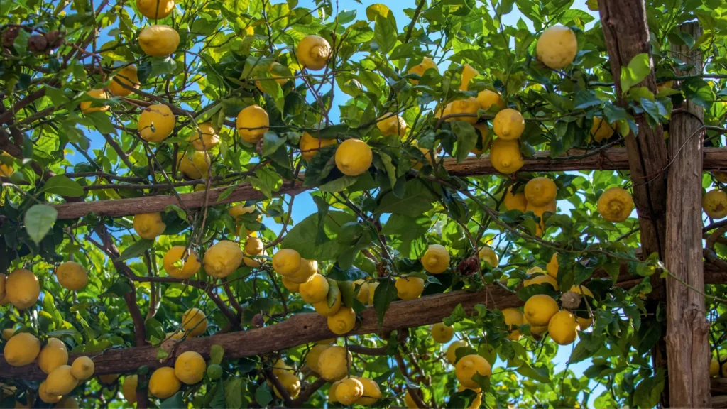 Italy travel highlight: Hiking the Amalfi Coast’s lemon groves on the Path of Lemons in summer